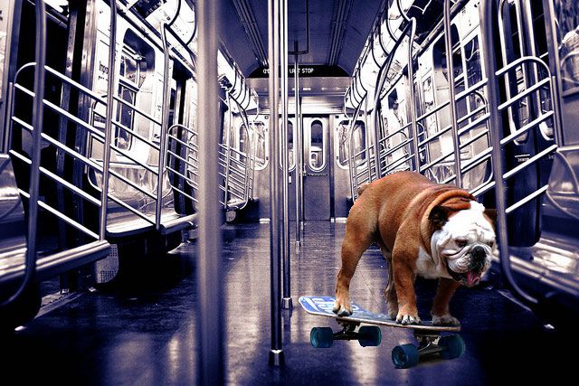 When will Tillman the Skateboarding Dog take his skills to the subways?